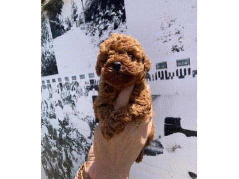 En koyusundan en güzelinden toy poodle minnoşlar