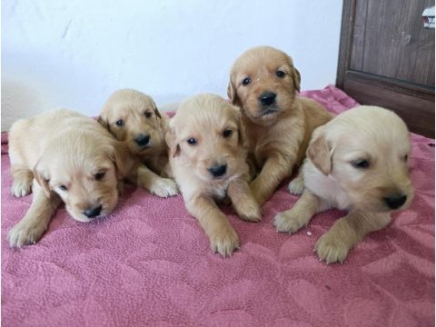 Saf kan golden retriever bebekler için geç kalmayın