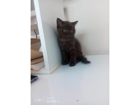 British shorthair nadir renk