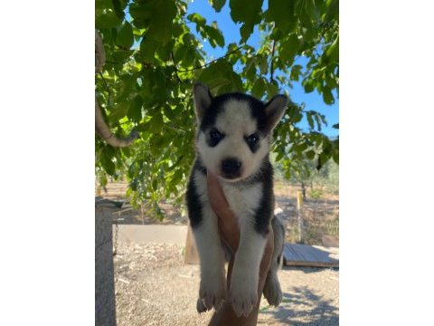 Irk garantili husky yavrularımız