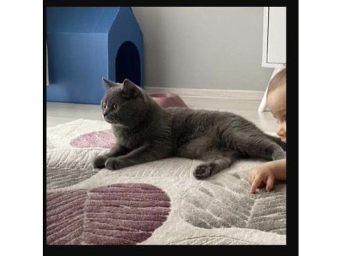 British shorthair dişi 3 buçuk yaş