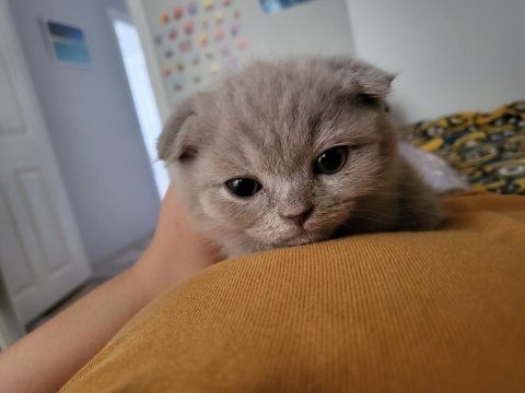 Kedimiz yeni yuvasını bekliyor