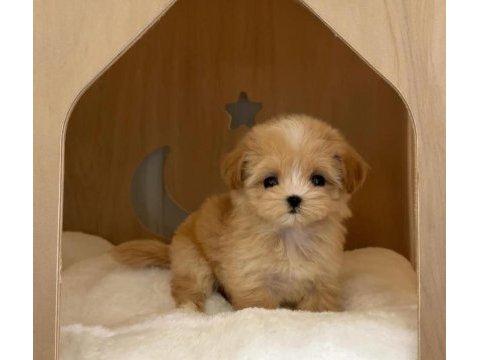 Sevimli maltipoo yavruları mevcut
