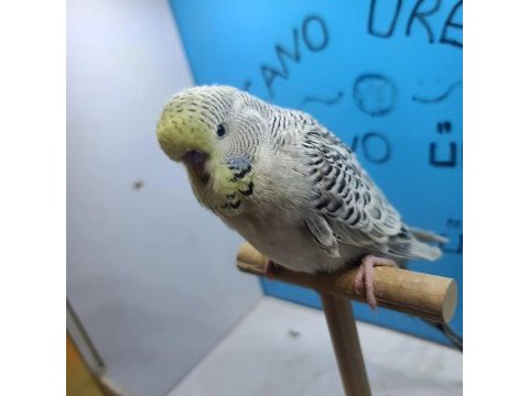 Show jumbo ve mutasyon teksas jumbo yavru muhabbet kuşlar
