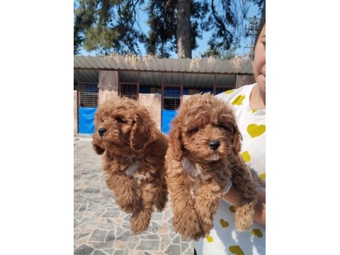 Maltipoo bebek yüzlü yavrular