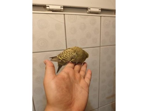 Jumbo muhabbet kuşu bebişler