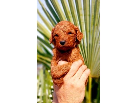 Muhteşem toy poodle bebeklerimiz