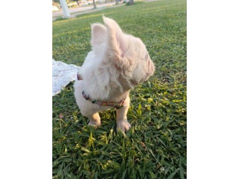 French bulldog yavruları