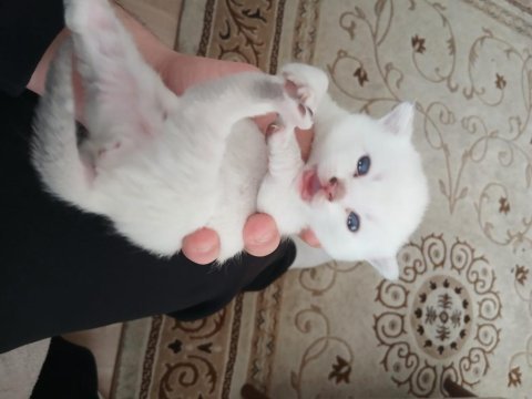 Safkan british longhair yavrularımız