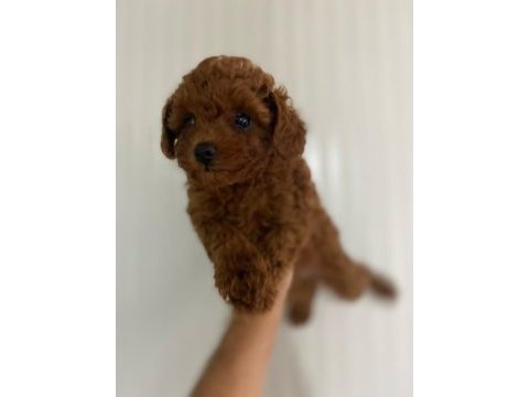 Kore kan red brown dişi ve erkek poodle yavrularımız