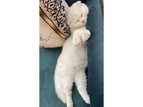 Bakımlı scottish fold 1 yaşında
