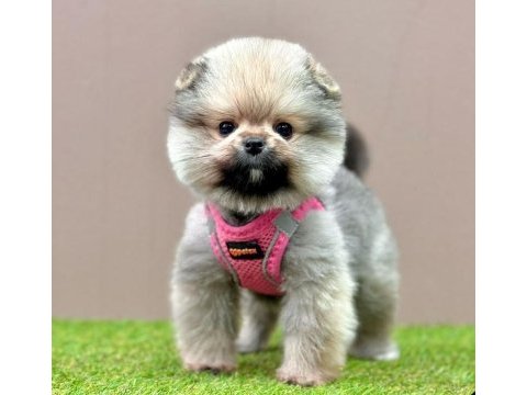 Sevimli pomeranian boo yavrularımız