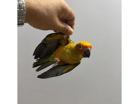 Full evcil yavru güneş konur