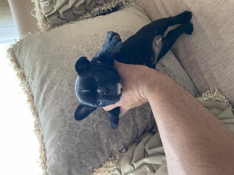 Fransız bulldog 35 günlük