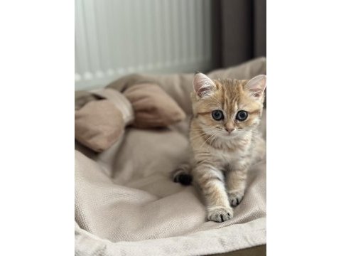 9 aylık mikroçipli british shorthair gold dişi