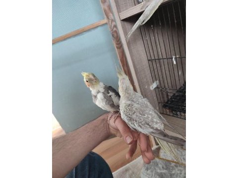 Sultan yavru papağanım