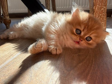 Golden british longhairler yeni ailesini arıyor