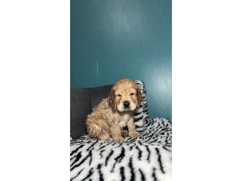 Amerikan spaniel cocker üst kalite yavrular
