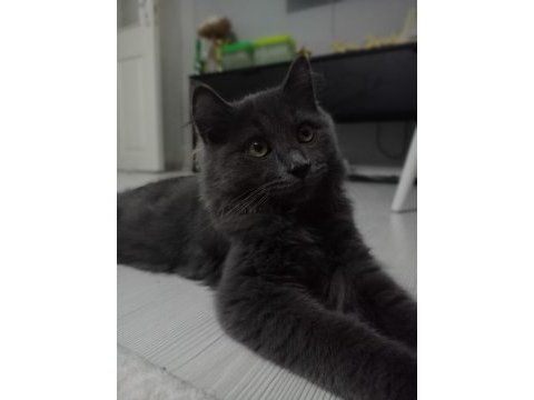 British longhair erkek 3.5 aylık