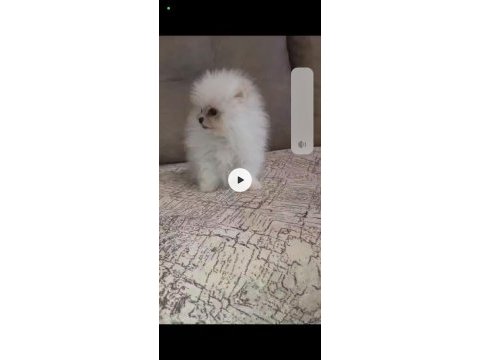 Pomeranian köpeğimizi sahiplendirme