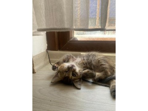 Ücretsiz sahiplendirme sevgi dolu dişi yavru kedimiz