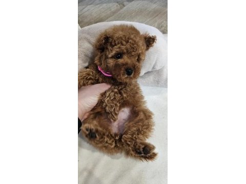 2 aylık toy poodle yavrular