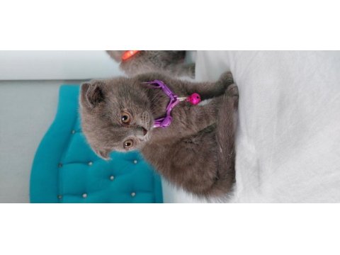 65 günlük scottish fold yavrular eğitimleri tam