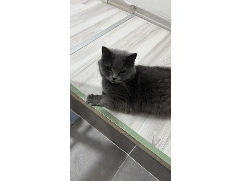 Kedimizi mecburiyetten sahiplendiriyorum