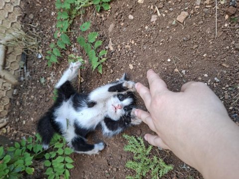 Minik afacankedimize yuva arıyor