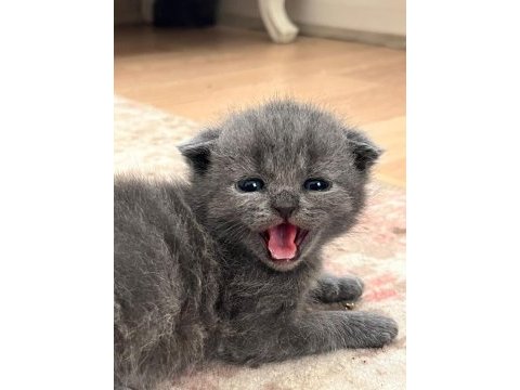 Safkan scottish fold yavrum yeni yuvasını arıyor