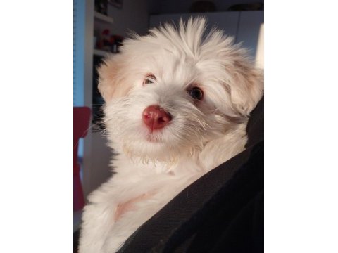Yeşil gözlü uysal 3 aylık maltese terrier