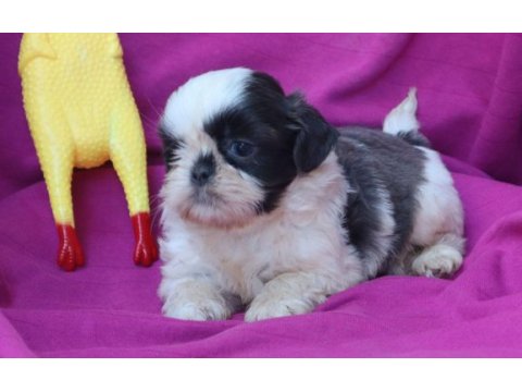 Shih tzu şitzu