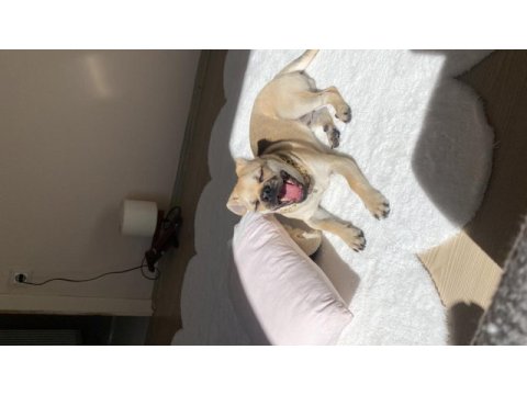 Aşıları tam 7 aylık pug yavrusu