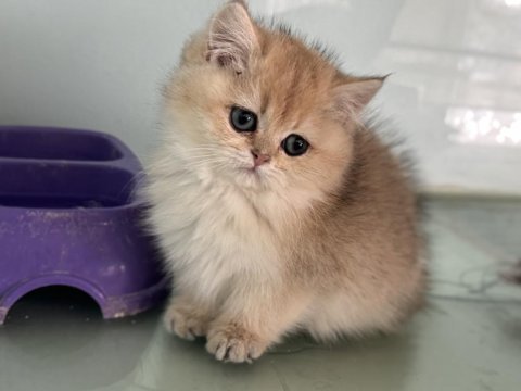 Show kalite golden british shorthair ve longhair yavrular