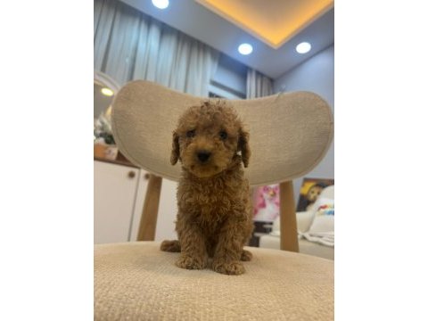 2 aylık maltipoo yavrularımız