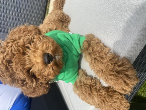 3 aylık erkek toy poodle