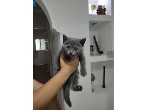 Dişi safkan british shorthair