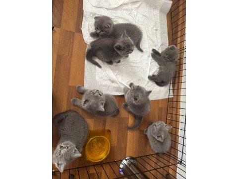 Mükemmel british shorthair yavrular son adetler