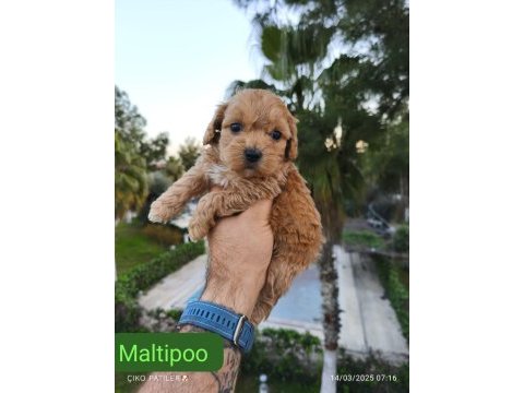 Maltipoo yavru köpekler