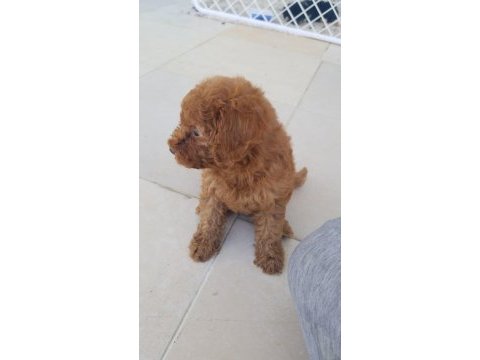 Irk garantili şecereli toy poodle yavruları