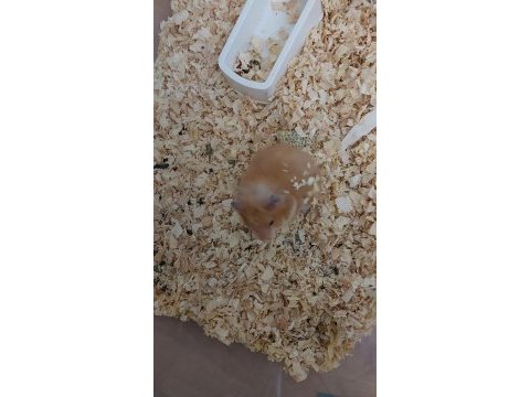 6 adet hamster