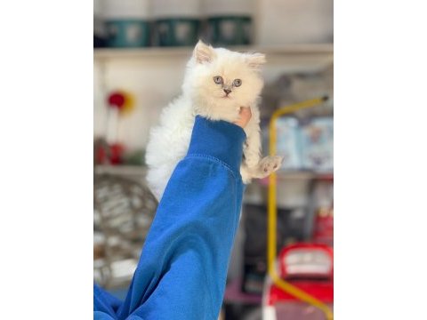 Şampiyon british longhair çocukları