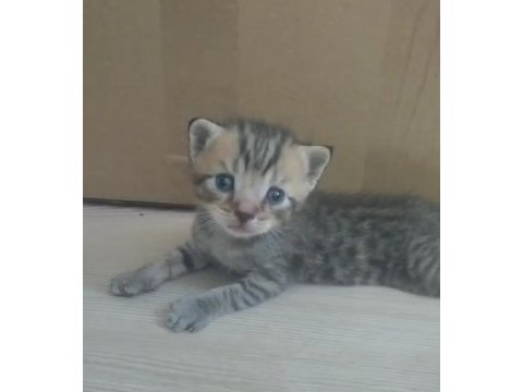 Sütlü kahve whiskas gri beyaz renklerde dişi erkek british