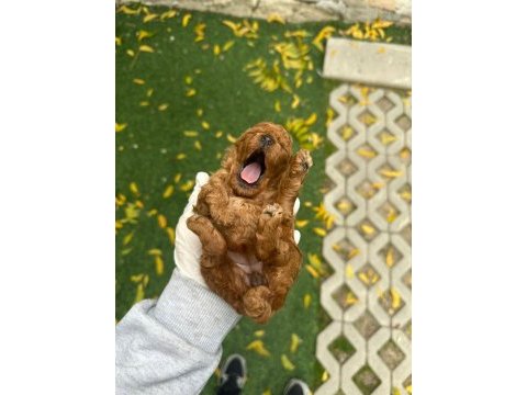 Güzellik abidesi poodle bebekler