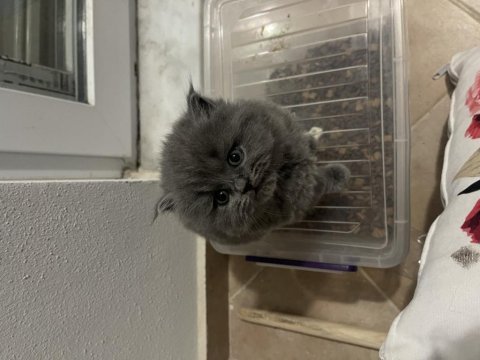 Scottish fold bebeğimiz