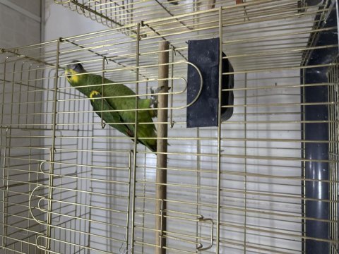 Yavru amazon papağanı