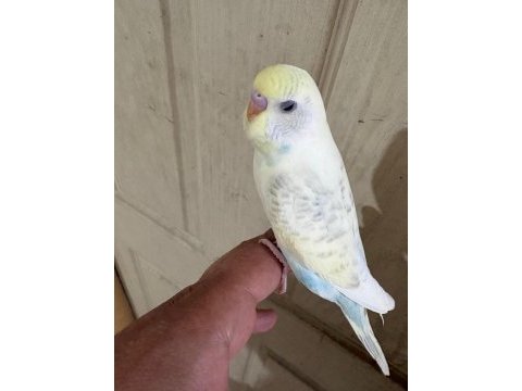 29 günlük konuşturmalık erkek bebek muhabbet kuşu