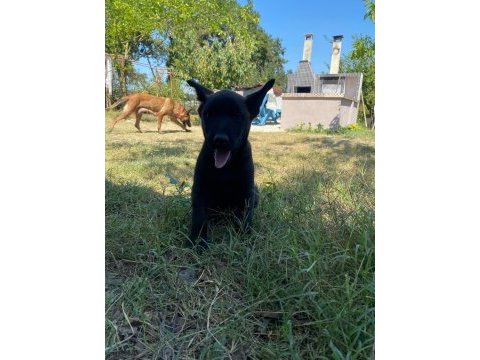 3 dişi 1 erkek belçika malinois yavrular
