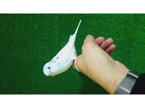 Erkek bebek muhabbet kuşu yeni yeme düştü