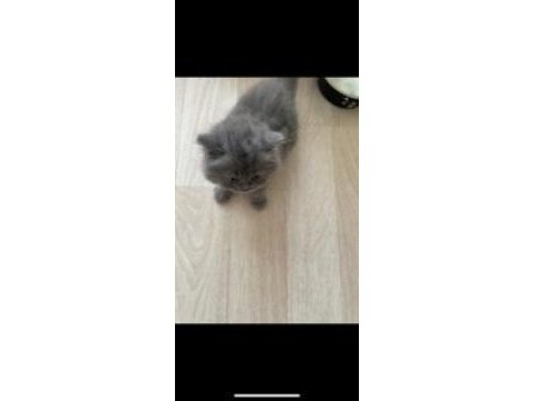 British shorthair dişi 2 aylık